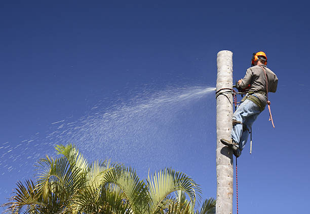 Reliable Weston, FL Tree Services Solutions