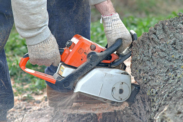 How Our Tree Care Process Works  in  Weston, FL